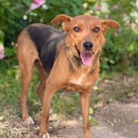 Haya-Sensible Hundemama auf der Suche nach Nähe und Geborgen, Hündin zur Adoption
