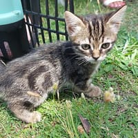 Asia wünscht sich liebe Familie, Katze zur Adoption