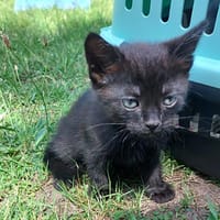 Möchten Sie lebhaften Alf bei sich aufnehmen?, Kater zur Adoption