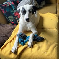 Beverly, Hündin zur Adoption