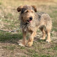 Fine sucht ihr Für-immer-Zuhause, Hündin zur Adoption