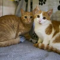 Rusty und Foxi, Kater zur Adoption