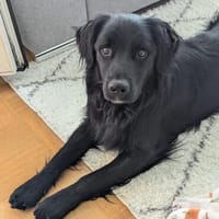Mike sucht sein Körbchen für immer🐾, Hund zur Adoption