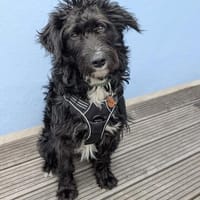 ELLA SUCHT IHR FÜR-IMMER-ZUHAUSE, Hündin zur Adoption