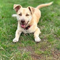Joey  kleiner Familienhund mit großem Lernwillen, Hund zur Adoption