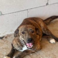 Nikita sucht ihren Platz auf dem Sofa, Hündin zur Adoption