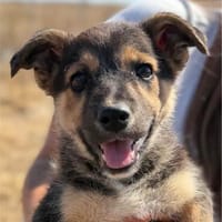 Sydney sucht seine Menschen ❤, Hund zur Adoption