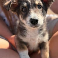 Fridolin  Kleiner Entdecker sucht seine Familie ❤, Hund zur Adoption