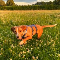 Eddy möchte endlich ankommen, Hund zur Adoption