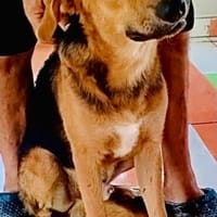 Minos der süße Schatz, Hund zur Adoption