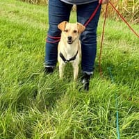 Bella sucht ihre Familie ❤, Hündin zur Adoption
