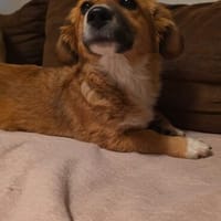 Luna sucht ihre Familie, Hündin zur Adoption