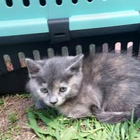 Lebhafte Alba wünscht sich Zuhause, Katze zur Adoption
