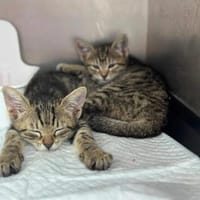 Wall-E & Eve  Geschwisterpärchen suchen Familie, Kater zur Adoption