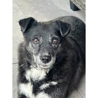 Lisann - Gnadenplatz oder Zuhause gesucht!, Hündin zur Adoption