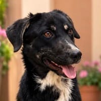 Rocky sucht sein Zuhause ❤, Hund zur Adoption