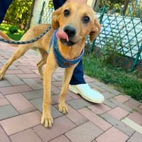 Filou sucht seine Menschen fürs Leben, Hund zur Adoption