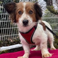 Betty die ruhige kleine Maus / in München, Hündin zur Adoption