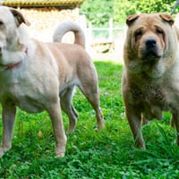 Rita und Theo, Hund zur Adoption