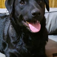 Naomi , Labi mix, sucht ihre Familie!, Hündin zur Adoption