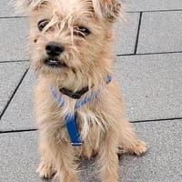 Lupita, verschmust, neugierig, offen, Hündin zur Adoption