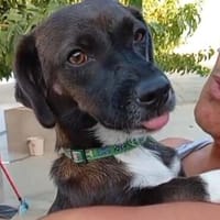 lieber, kleiner Cotton, Hund zur Adoption