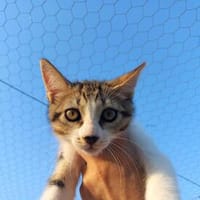 Süße Katzengeschwister Malu und Merlin, Kater zur Adoption