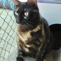 Menschenbezogene Katze Candy, Katze zur Adoption