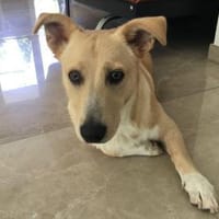 Lasse von kettenlos, Hund zur Adoption