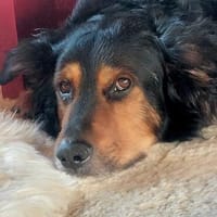 Lucky von kettenlos, Hund zur Adoption