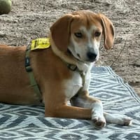 Storm sucht sein Für-Immer-Zuhause!, Hund zur Adoption