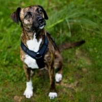 Wer gibt Silly ein Zuhause?, Hündin zur Adoption