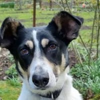 AMANDA-fröhliche,menschenbezogene Hündin, 54 cm, Hündin zur Adoption
