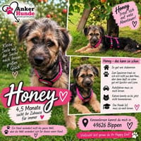 Honey sucht ihr Zuhause für immer, Hündin zur Adoption