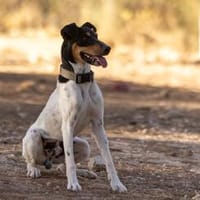 Gary sucht sein Zuhause, Hund zur Adoption