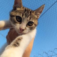 Süße Katzengeschwister Mia und Momo, Kater zur Adoption