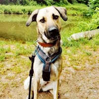 Sunny, Hündin zur Adoption