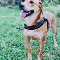 Labrador Mix Sahara, Hündin zur Adoption