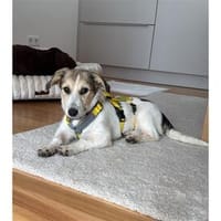 Dolly - wartet in 04289 Leipzig, Hündin zur Adoption