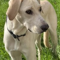 Stelios der smarte und liebe junge Bub, Hund zur Adoption