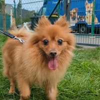 Lea, unkomplizierte, liebe Kleinspitzhündin geb. 03/2015, Hündin zur Adoption
