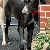 Darko, agil, neugierig, verspielt, Hund zur Adoption