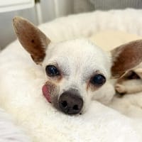 Blanca - Chihuahua Seniorin sucht, Hündin zur Adoption