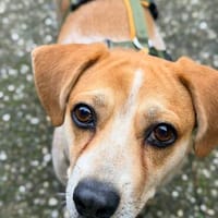 Katinka  kleine Herzensdame sucht Menschen zum Ankommen, Hündin zur Adoption