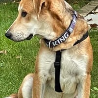 Manos die Zuckerschnute / PLZ 82284, Hund zur Adoption