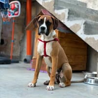 ❤Maggie  Boxer pur, Clown inklusive..., Hündin zur Adoption