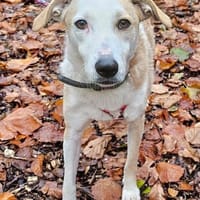 Fabio wartet im Tierheim Sulzbach, Hund zur Adoption