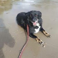 London, liebevoller Teddybär, Hund zur Adoption
