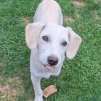 Idefix gibt Gas..., Hund zur Adoption