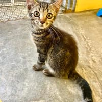 Süßes, verspieltes, Kätzchen Estrella, Katze zur Adoption